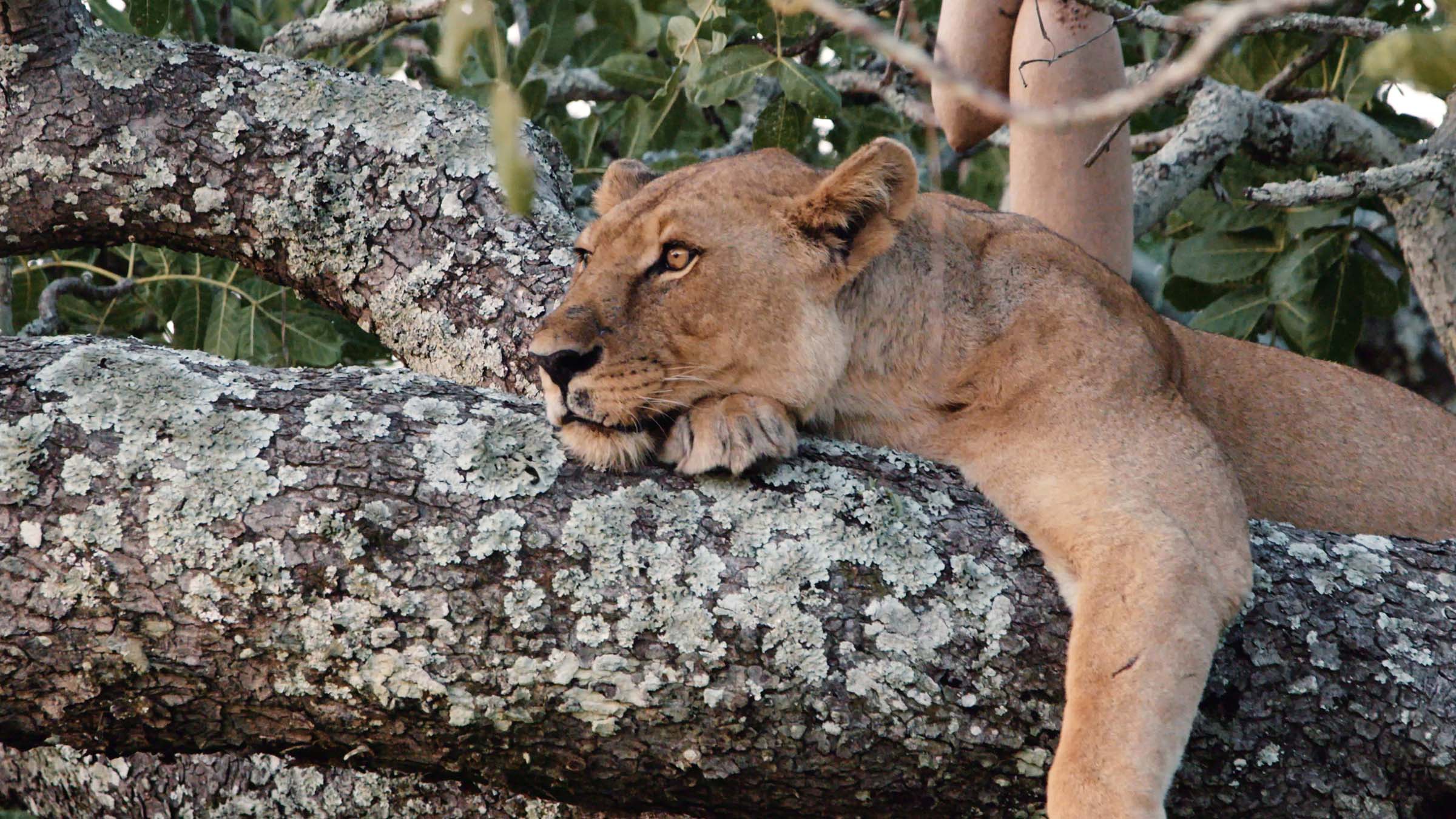 A lioness lays on a tree branch. This is from Katavi - Africa's Fallen Paradise. [Photo of the day - March 2025]