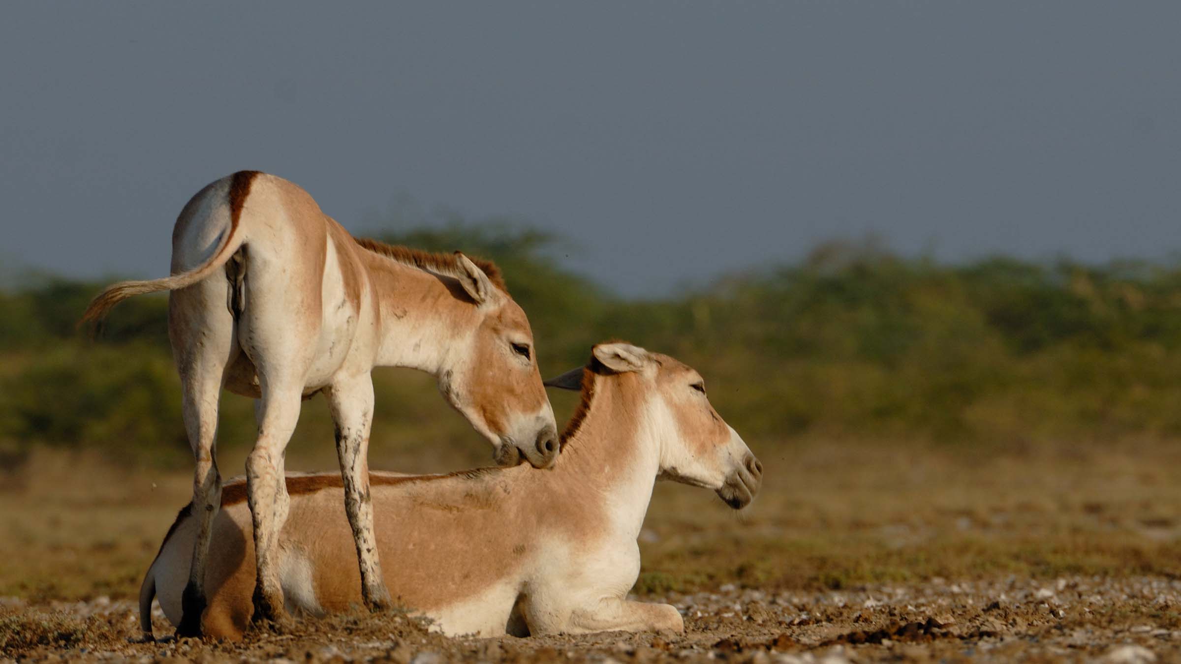 Indian Wild Ass with a foal.  This is from Wild India: Destination Wild. [Photo of the day - March 2025]