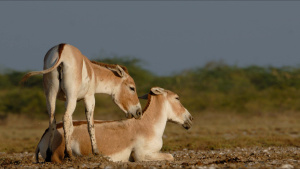 Indian Wild Ass with a foal.  This... [Photo of the day - 24 MARCH 2025]