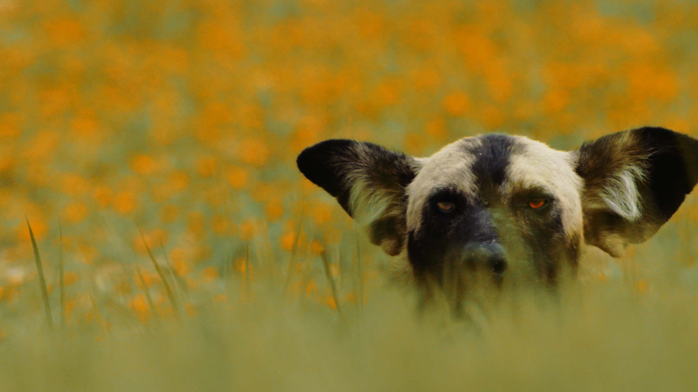 An African wild dog's head is seen peeking through tall grass. This is from Katavi - Africa's... [Photo of the day - March 2025]