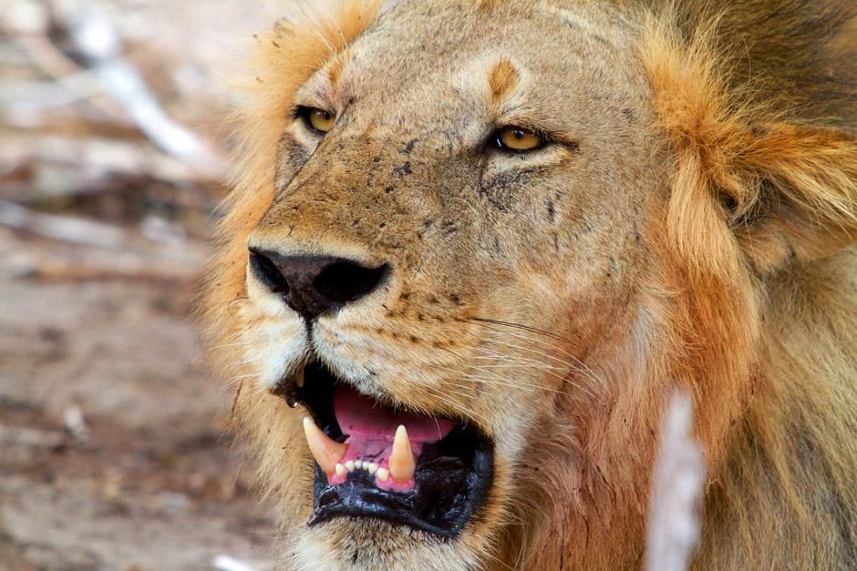 Southern Tanzania: A male lion bares his teeth in the Selous Game reserve. The reserve is home... [Photo of the day - December 2012]