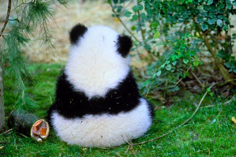 Hua Mei - Giant Panda Cub. This image is from Panda Baby. [Photo of the day - December 2012]