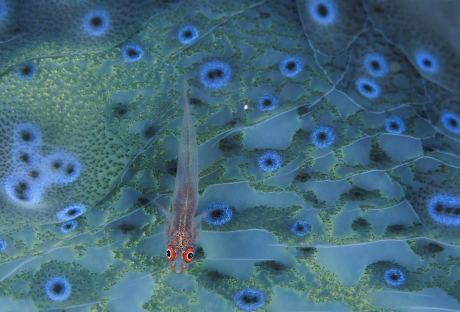 A one inch translucent goby rests on a giant clam in the Pacific Ocean. Indonesia. [Photo of the day - October 2011]