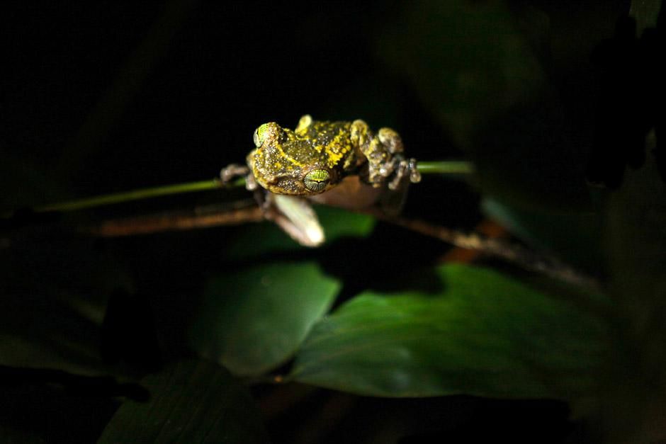 Brazil: A frog in the rainforest surrounding Jau National Park. Frogs are very sensitive to... [Photo of the day - January 2013]