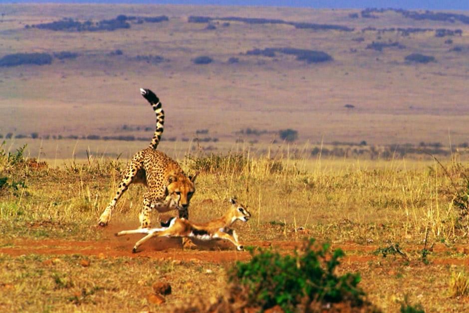 Grumeti River, Tanzania: Cheetahs are the fastest land mammals on Earth. This image is from... [Photo of the day - January 2013]