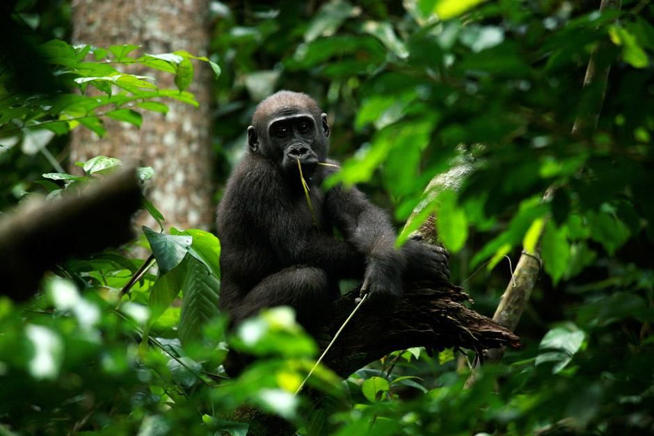 Central African Republic: A juveNile gorilla is seen here sitting in a tree chewing on some... [Photo of the day - January 2013]