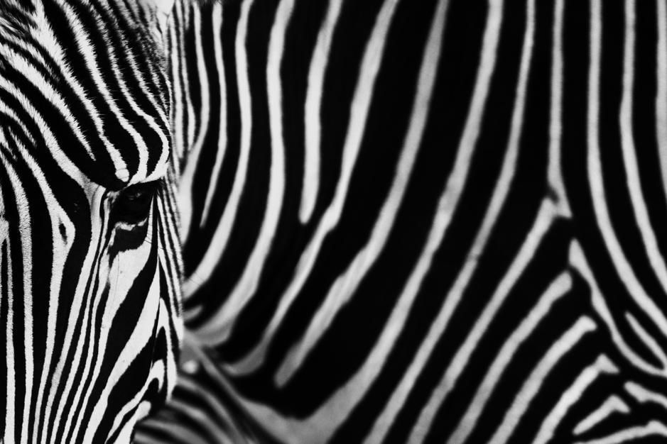 Hypnotic close-up of a Zebra. [Photo of the day - October 2011]