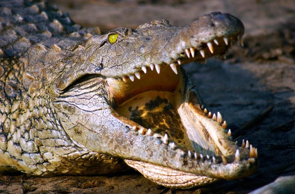 A Nile crocodile (crocodylus niloticus) displaying its teeth in South Africa. They have up to 68... [Photo of the day - January 2013]