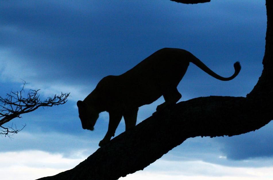 Lioness climbs down from tree as night sets in. This image is from Super Pride. [Photo of the day - January 2013]