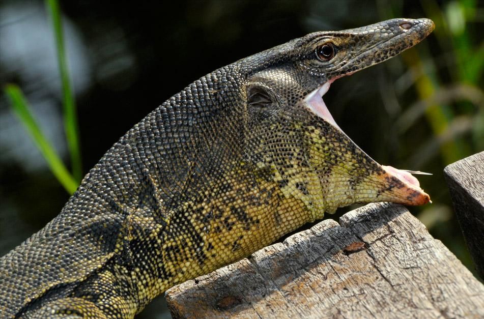 This monitor lizard measures 2 meters long. They have long necks, powerful tails and claws, and... [Photo of the day - January 2013]