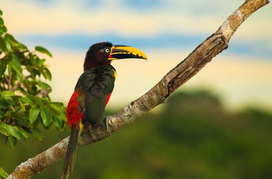 Bird in Pantanal. This image is from Secret Brazil. [Photo of the day - January 2013]
