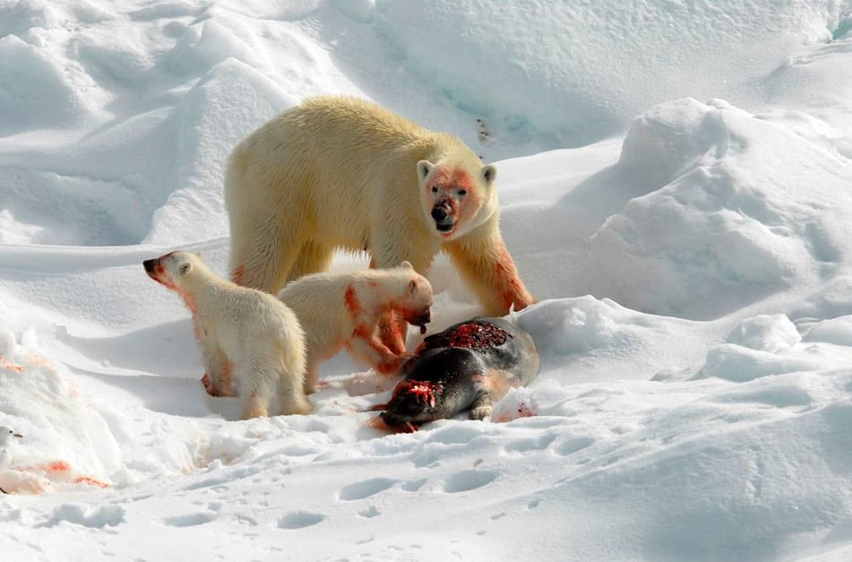This Polar Bear and two cubs were feeding on a just caught bearded seal. The polar bears keen... [Photo of the day - January 2013]