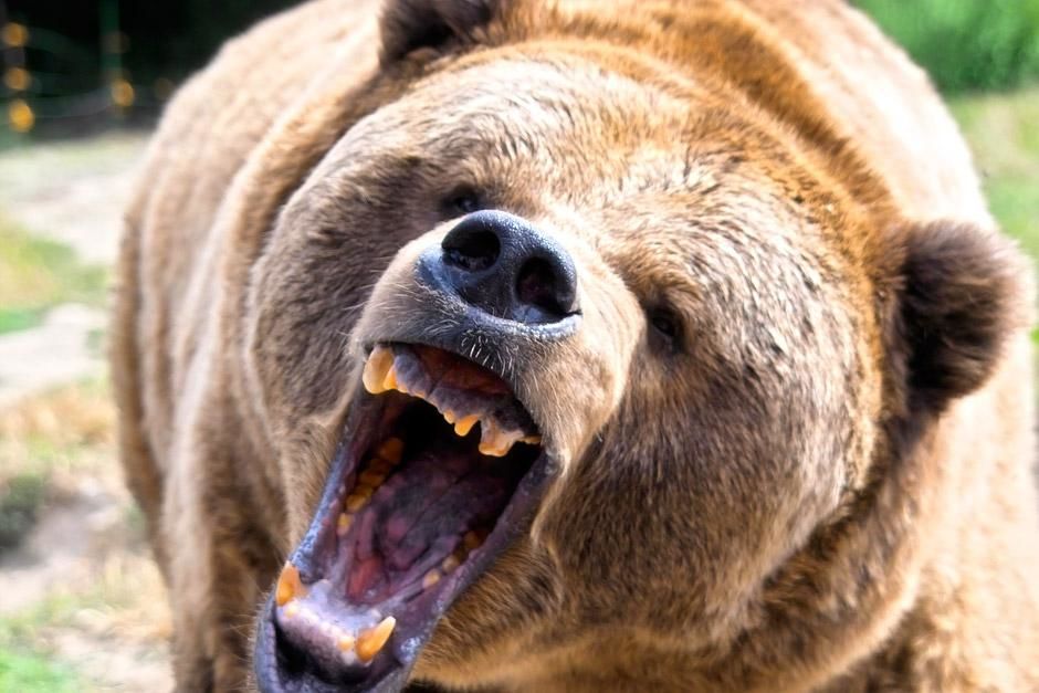 A brown grizzly bear roaring. They can smell a rotting carcass from nearly two miles away. This... [Photo of the day - January 2013]