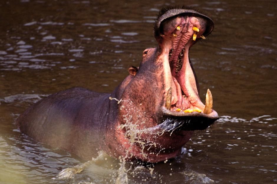 Hippo swimming and splashing in a river. This image is from Ultimate Predators. [Photo of the day - January 2013]