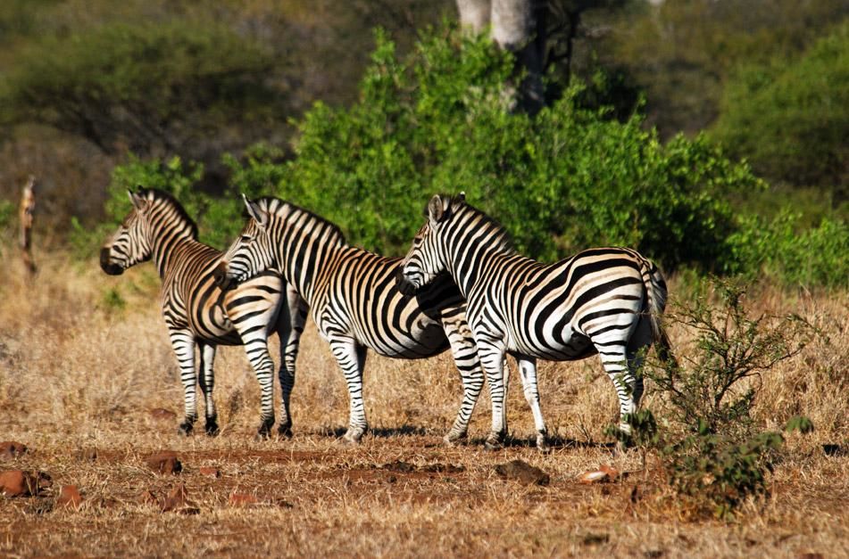 Zebras in Singita Kruger National Park which is situated where two rivers meet, in an exclusive... [Photo of the day - January 2013]