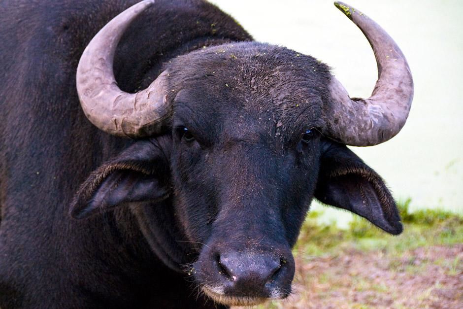 Clewiston, FL, USA: An Asian water buffalo. This image is from Swamp Men. [Photo of the day - January 2013]