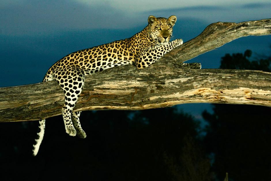 A leopard relaxes on a tree at night. This image is from The Unlikely Leopard. [Photo of the day - February 2013]