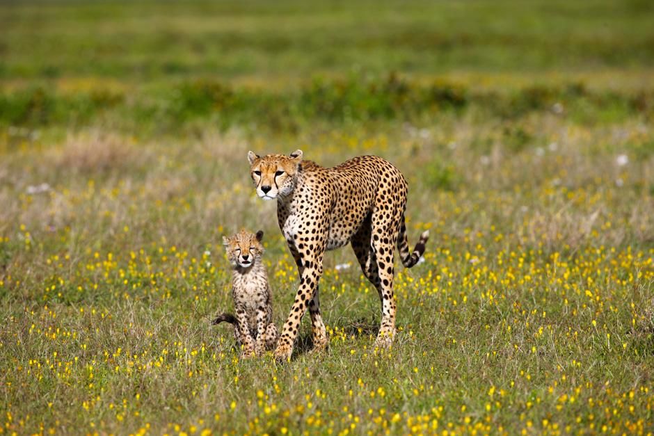 Serengeti/Massai Mara: The life of a young cheetah is dangerous - often other predators kill the... [Photo of the day - February 2013]