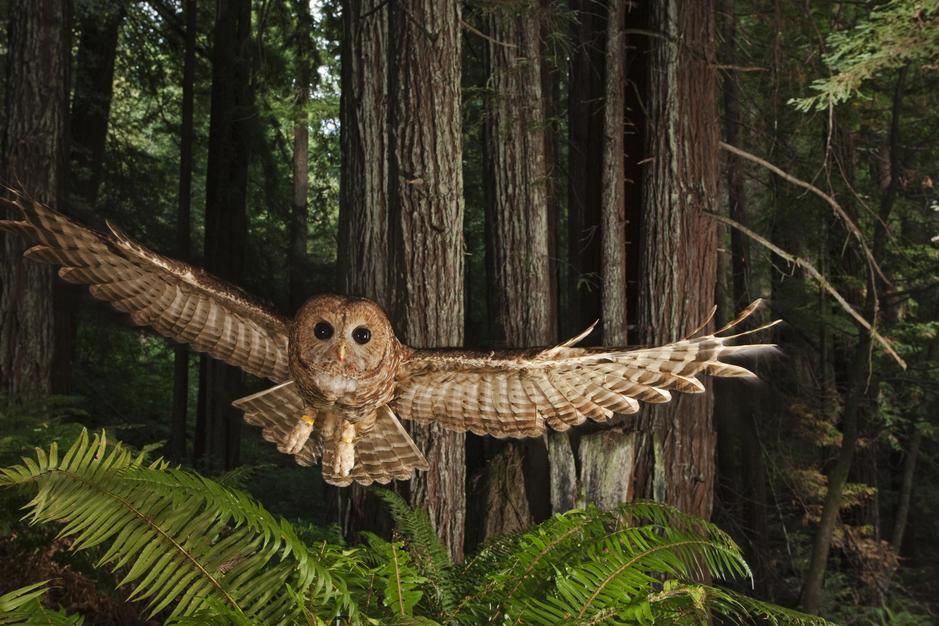 A tagged northern spotted owl in a redwood forest, California. USA. [Photo of the day - October 2011]