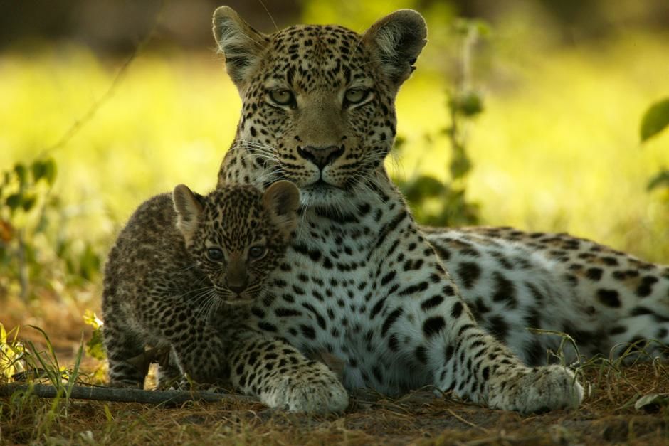 A mother leopard with her young. This image is from The Unlikely Leopard. [Photo of the day - February 2013]