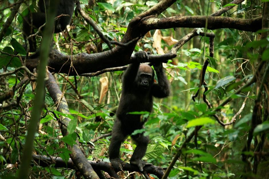 Central African Republic: A juvenile gorilla standing in a tree.  This image is from My Gorilla... [Photo of the day - February 2013]