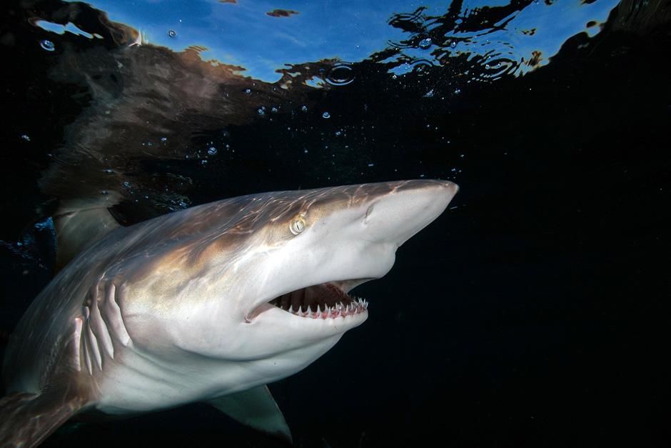 South Africa, Aliwal:  Blacktip shark. This image is from 21st Century Shark. [Photo of the day - February 2013]