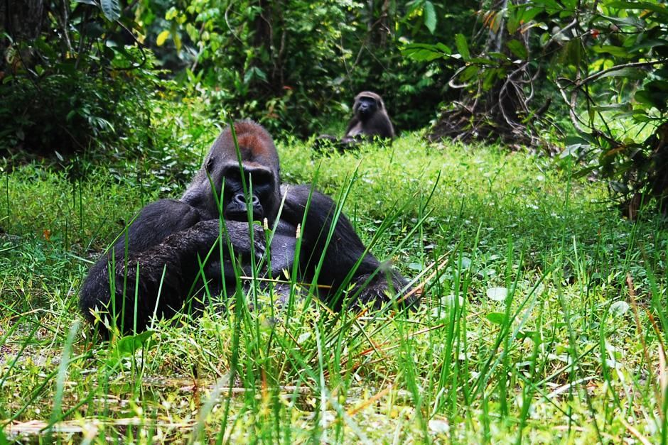 Republic of Congo: Kingo, a Western lowland gorilla silverback, eats while sitting in a swamp in... [Photo of the day - February 2013]