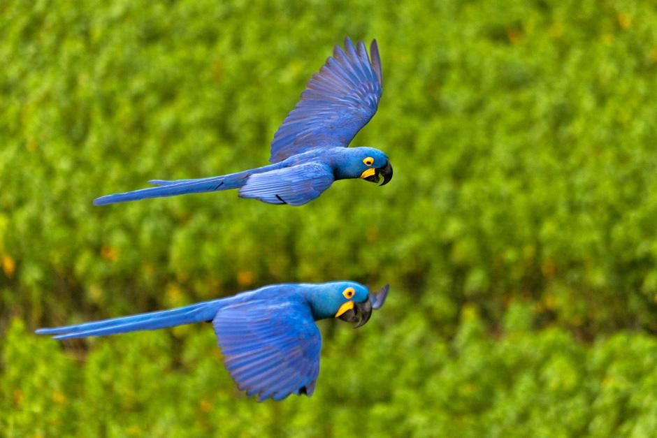 Two blue parrots flying. This image is from Secret Brazil. [Photo of the day - February 2013]