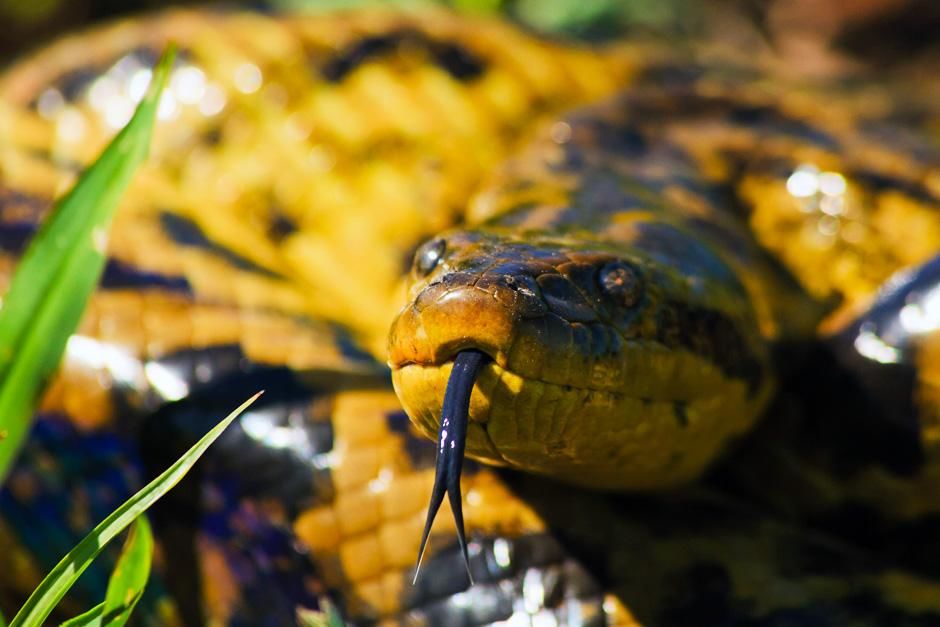 A snake in Pantanal. This image is from Secret Brazil. [Photo of the day - February 2013]