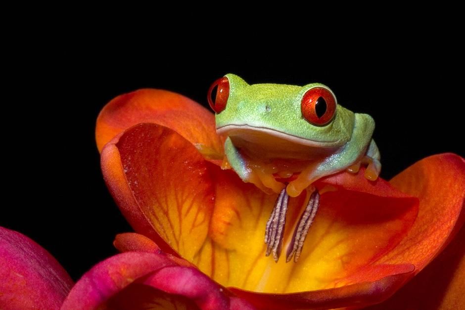 A red-eyed treefrog reclines on a freesia. This image is from World's Weirdest. [Photo of the day - February 2013]