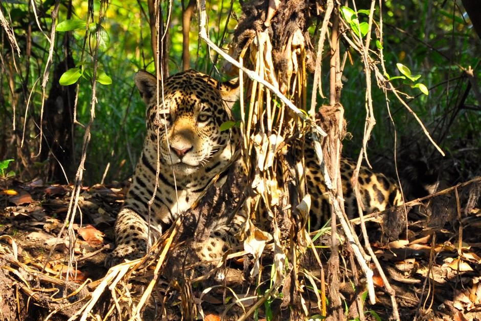 A jaguar lying down in the trees. This image is from Secret Brazil. [Photo of the day - February 2013]