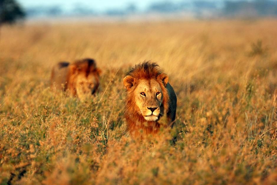 Two big male lions walk in the tall grass. This image is from Super Pride. [Photo of the day - February 2013]