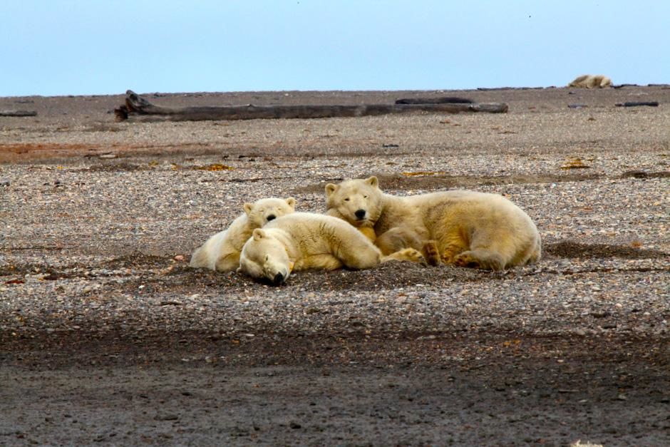 Kaktovik, AK, USA: A polar bear and her two cubs take a nap. This image is from Wild Alaska. [Photo of the day - February 2013]