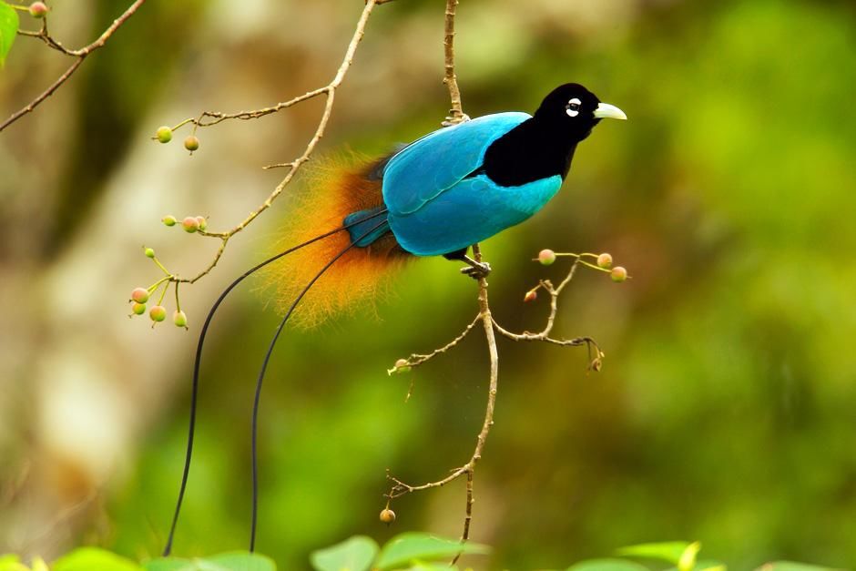 Papua New Guinea: A male blue bird of paradise (Paradisaea rudolphi) foraging.  This image is... [Photo of the day - February 2013]