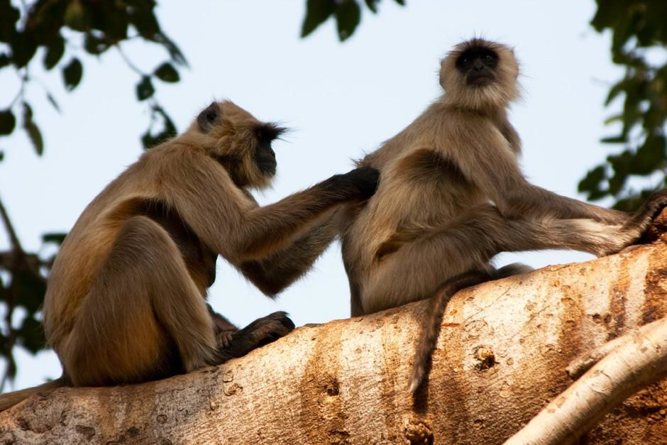 Ranthambhore National Park, Rajasthan, India: A pair of Hanuman Langurs perch on a tree. The... [Photo of the day - February 2013]