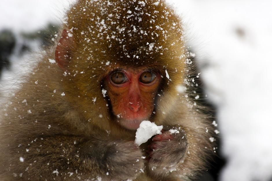 يعيش نوع من القردة العليا في حديقة جيجوكوداني،... [Photo of the day - مارس 2013]