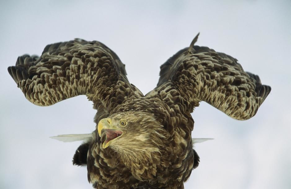 Portrait of an endangered white-tailed sea eagle in Ransu, Hokkaido Island. Japan. [Photo of the day - October 2011]