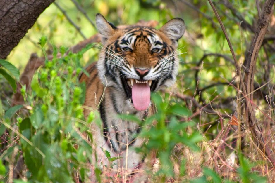 Rajasthan, India: Looking through the foliage in Ranthambhore National Park, a tiger bears its... [Photo of the day - March 2013]