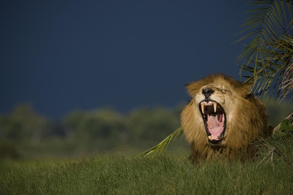African lion yawning while near a palm in Duba Plains, Okavango Delta. Botswana. [Photo of the day - November 2011]