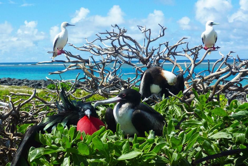 French Frigate Shoals, Hawaii, United States: Frigatebird share perching space with other... [Photo of the day - April 2013]