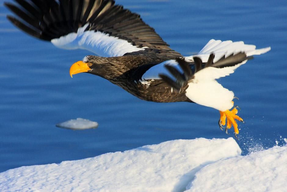 Japan: The Steller's Sea Eagle or "O-Washi" (Haliaeetus pelagicus), mainly feeds on fish, and... [Photo of the day - April 2013]