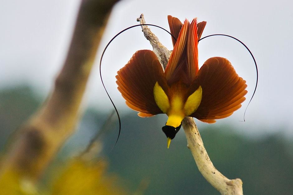Papua, Indonesia: Red Bird-of-paradise (Paradisaea rubra) male performing practice display at... [Photo of the day - April 2013]
