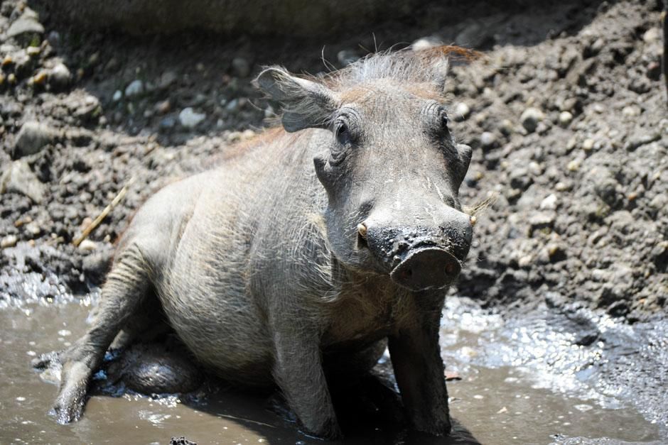 Berlin, Germany: A warthog sitting in mud. This family series discovers what it takes to be a... [Photo of the day - April 2013]