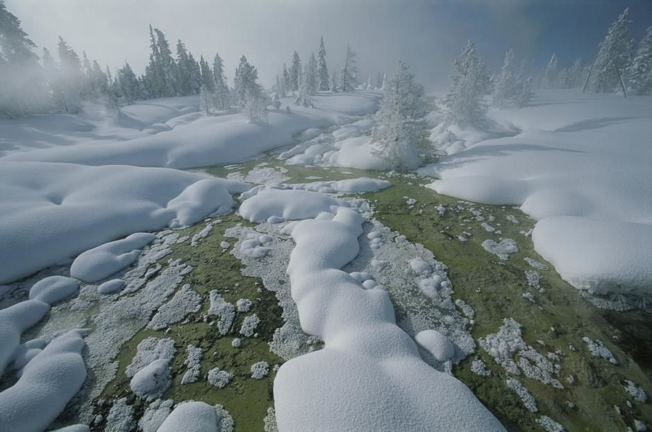 Winter scene in Yellowstone National Park, Wyoming. USA. [Photo of the day - November 2011]