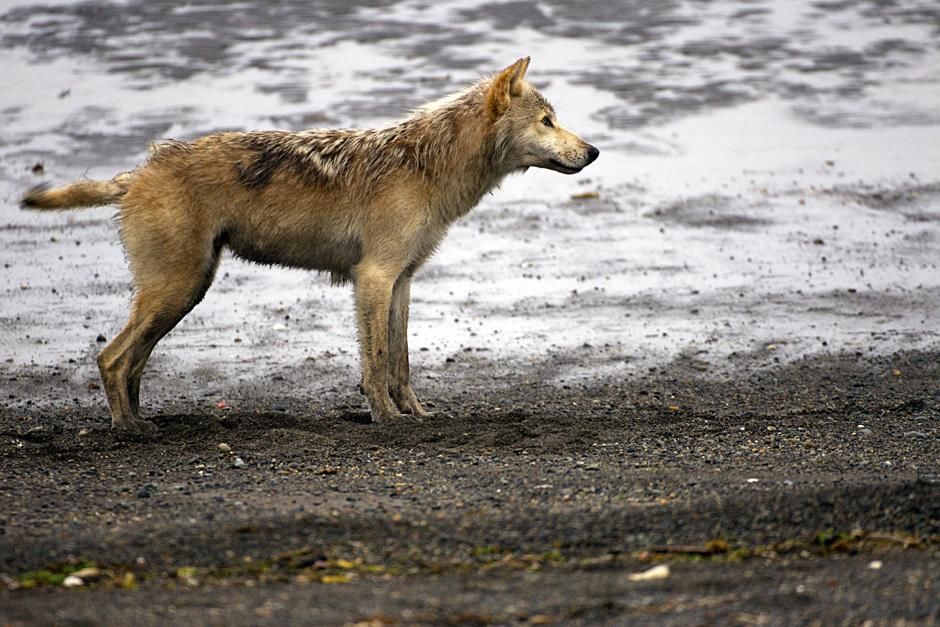 Grey wolf studies the beach of a very low tide on the Shelikof Strait. This image is from Planet... [Photo of the day - May 2013]