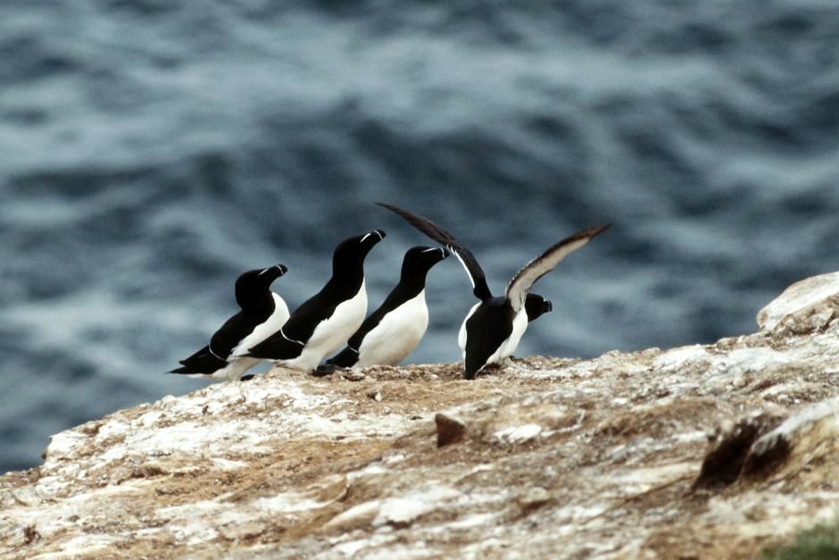 Little auks by the seaside. This image is from Planet Carnivore. [Photo of the day - May 2013]