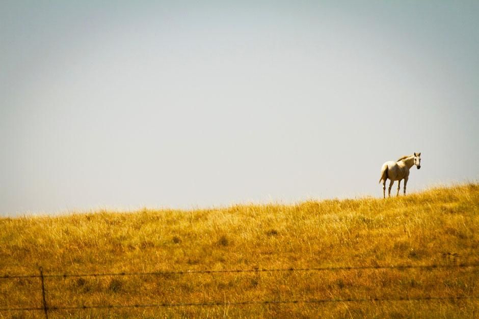 Oklahoma, USA. Ahorse on top of a hill.  This image is from Mudcats. [Photo of the day - May 2013]