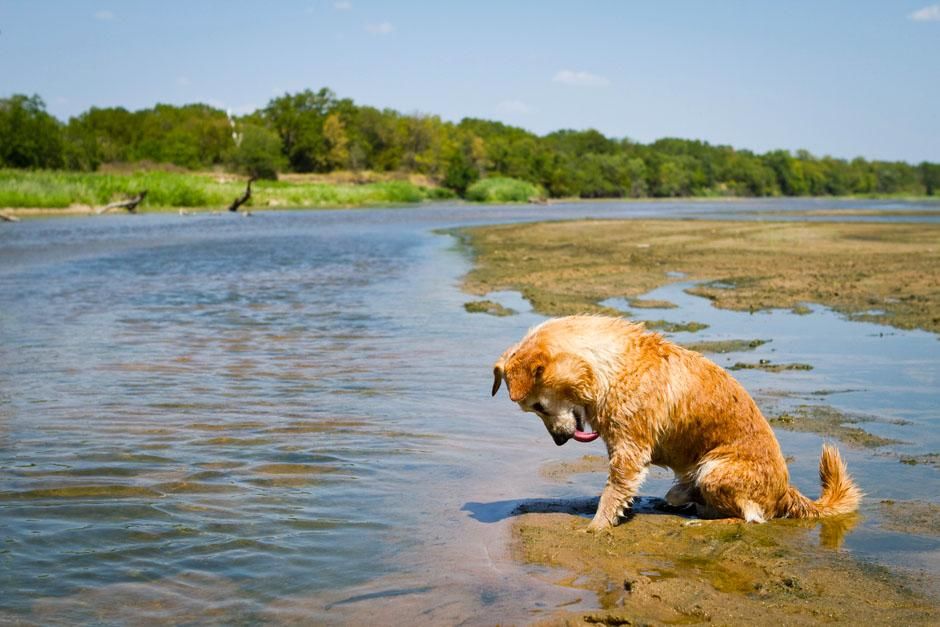 أوكلاهوما، الولايات المتحدة الأمريكية: جيسي كلب... [Photo of the day - مايو 2013]