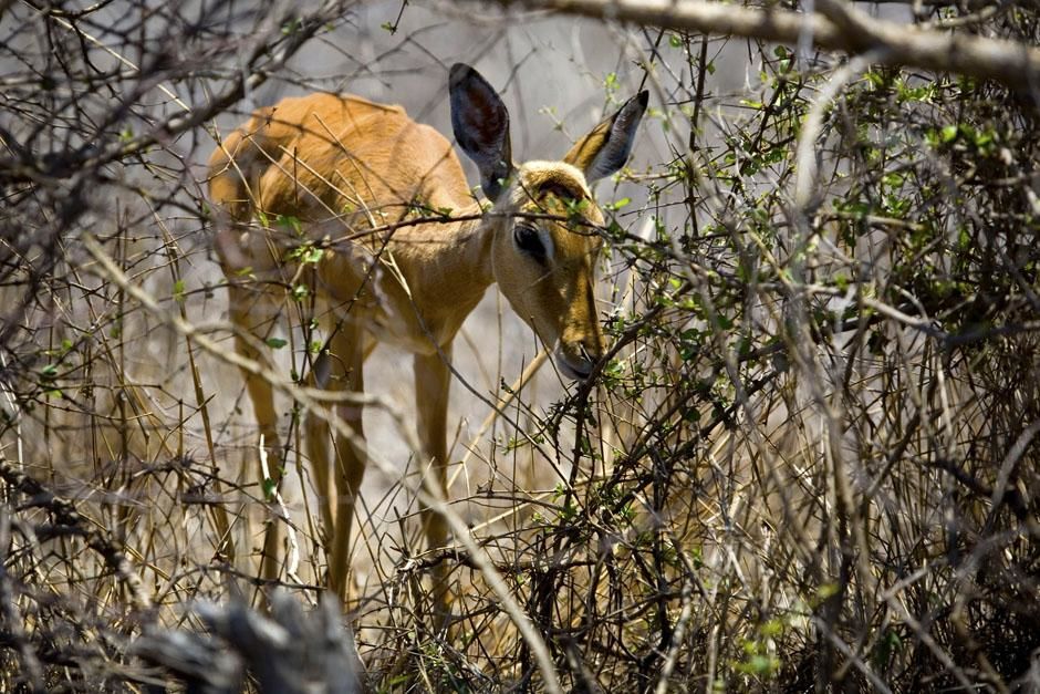 An extremely malnurished impala grazes on the winter's leftovers. This image is from Safari Live. [Photo of the day - May 2013]