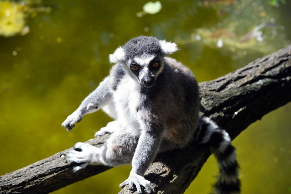 Ring-tailed lemur. This image is from Zoo Juniors. [Photo of the day - May 2013]